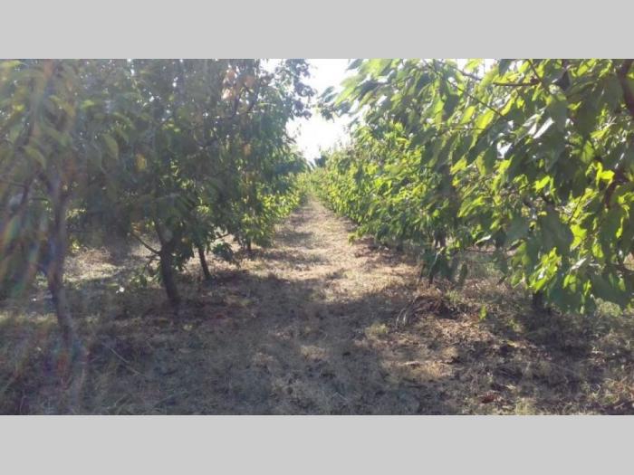 voćnjak trešanja irig besplatni mali oglasi