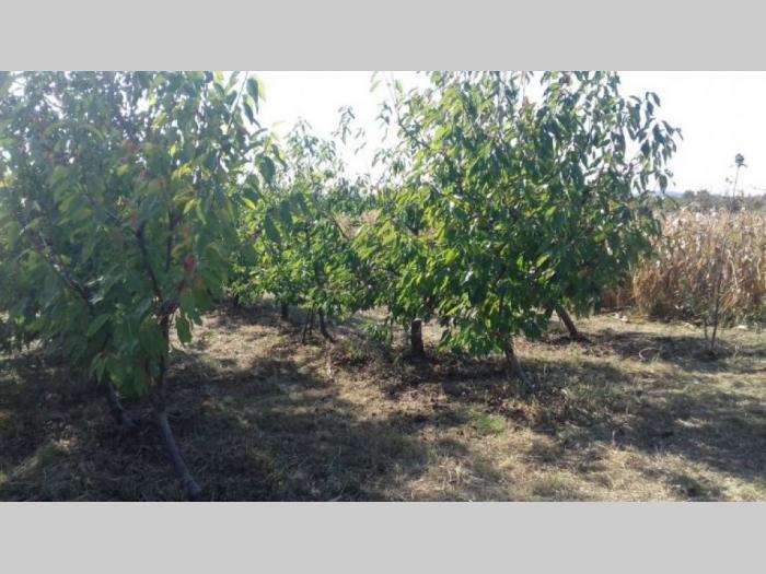 voćnjak trešanja irig besplatni mali oglasi