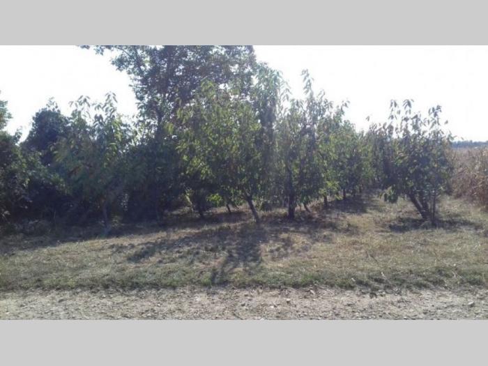 voćnjak trešanja irig besplatni mali oglasi
