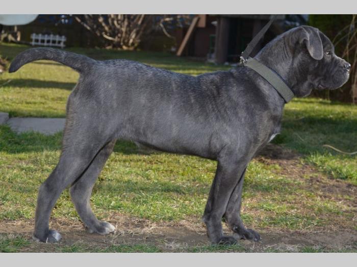 siva ženka cane corso na prodaju besplatni mali oglasi