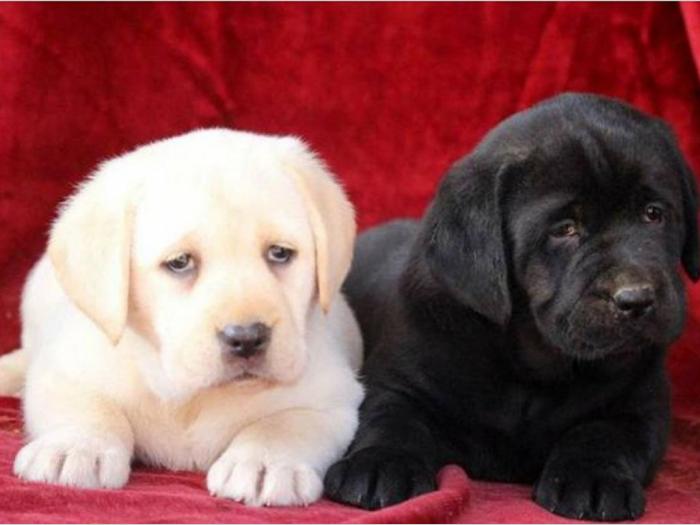 labrador štenci šampionskog porekla besplatni mali oglasi