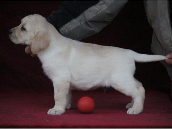 labrador štenci šampionskog porekla besplatni mali oglasi