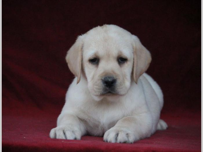 labrador štenci šampionskog porekla besplatni mali oglasi