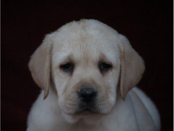 labrador štenci šampionskog porekla besplatni mali oglasi