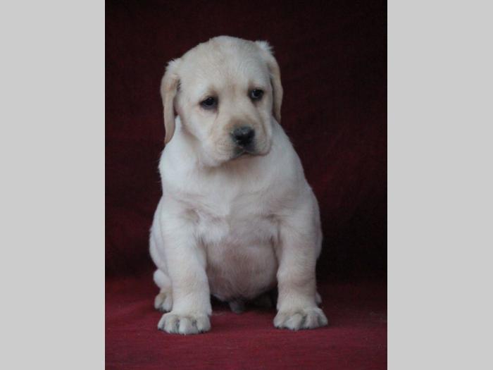 labrador štenci šampionskog porekla besplatni mali oglasi