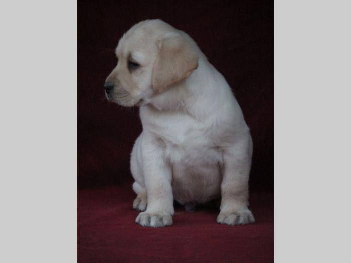 labrador štenci šampionskog porekla besplatni mali oglasi