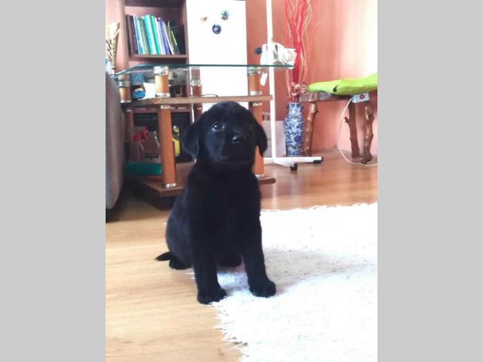 labrador retriver štenci dobre krvne linije besplatni mali oglasi