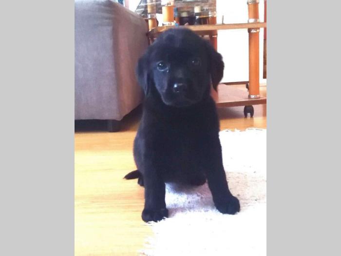 labrador retriver štenci dobre krvne linije besplatni mali oglasi