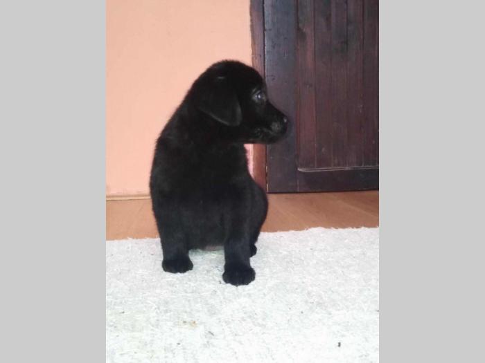 labrador retriver štenci dobre krvne linije besplatni mali oglasi