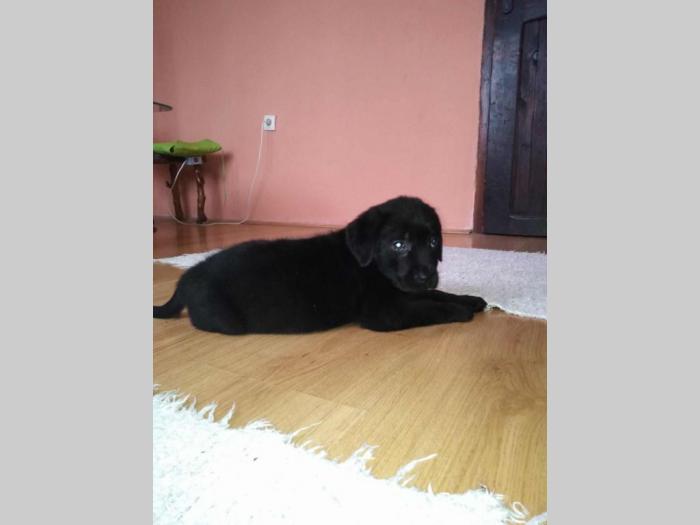 labrador retriver štenci dobre krvne linije besplatni mali oglasi