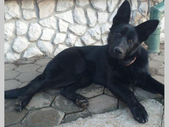 ženka nemačkog crnog ovčara stara 6 nedelja besplatni mali oglasi