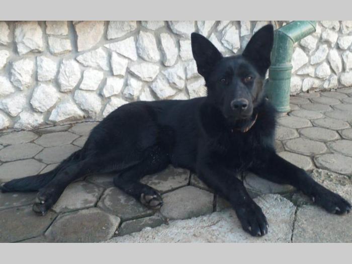 ženka nemačkog crnog ovčara stara 6 nedelja besplatni mali oglasi