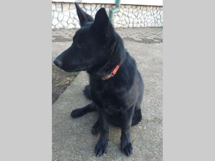 ženka nemačkog crnog ovčara stara 6 nedelja besplatni mali oglasi