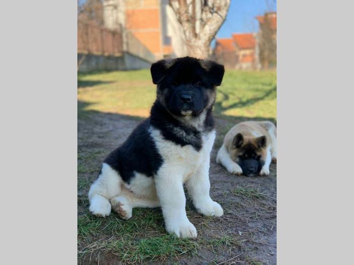 američka akita prelepa muška štenad besplatni mali oglasi