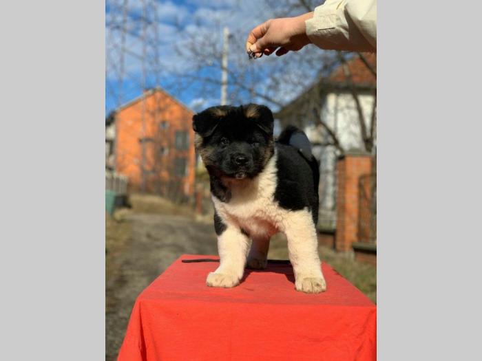 američka akita prelepa muška štenad besplatni mali oglasi