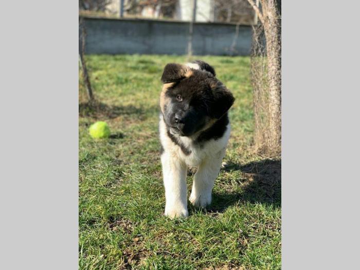 američka akita prelepa muška štenad besplatni mali oglasi