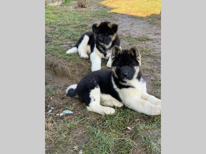 američka akita prelepa muška štenad besplatni mali oglasi