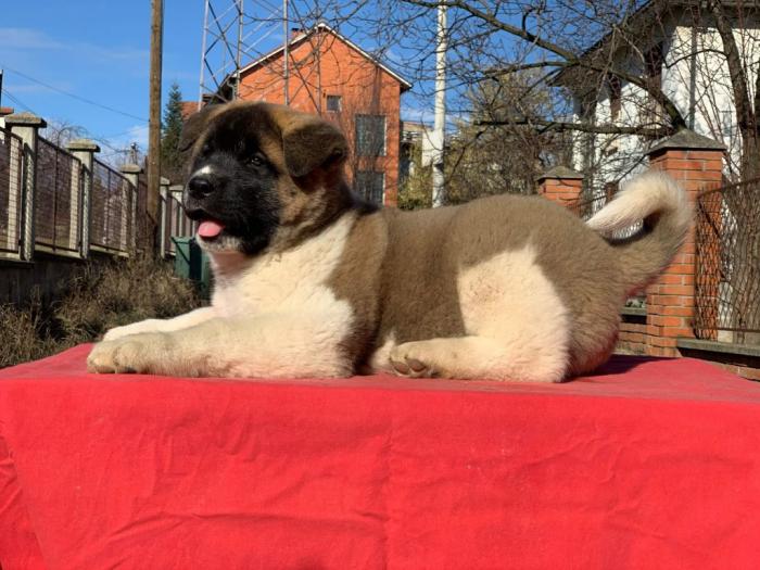 američka akita prelepa muška štenad besplatni mali oglasi