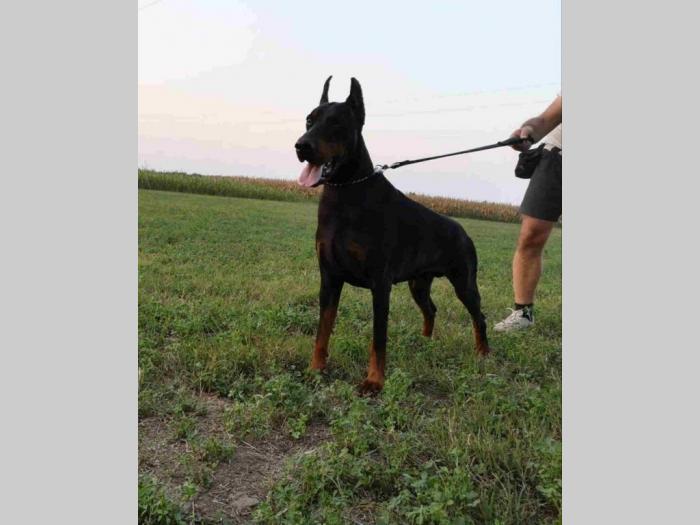 vrhunski štenci dobermana besplatni mali oglasi