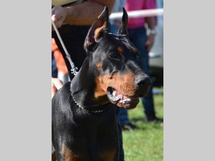 vrhunski štenci dobermana besplatni mali oglasi