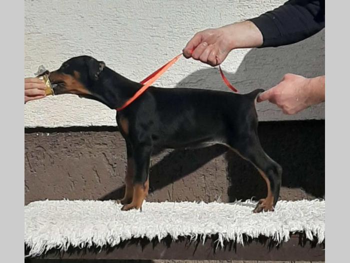 vrhunski štenci dobermana besplatni mali oglasi