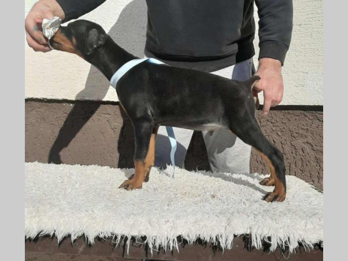 vrhunski štenci dobermana besplatni mali oglasi