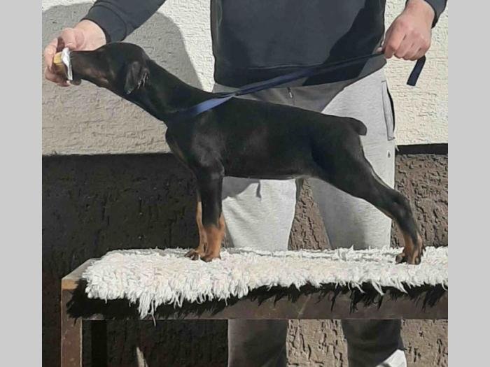 vrhunski štenci dobermana besplatni mali oglasi