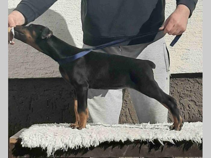 vrhunski štenci dobermana besplatni mali oglasi