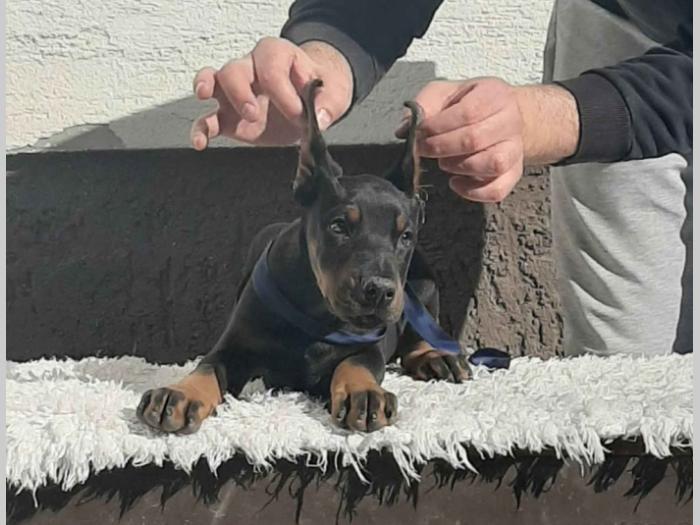 vrhunski štenci dobermana besplatni mali oglasi