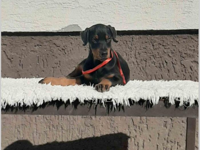 vrhunski štenci dobermana besplatni mali oglasi