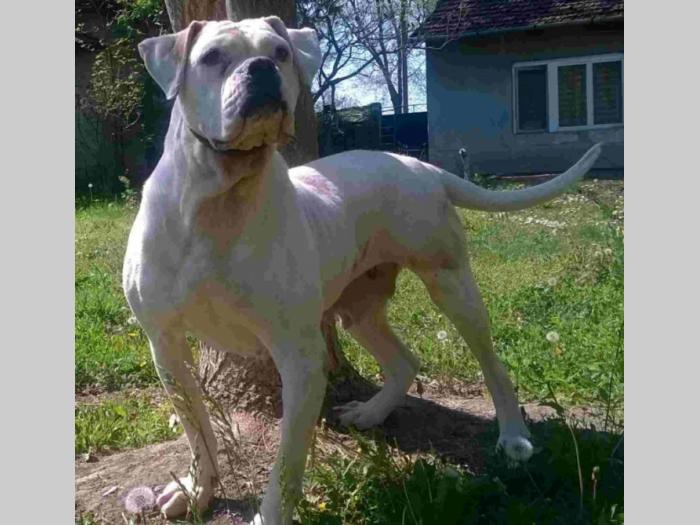 američki buldog kvalitetna štenad besplatni mali oglasi