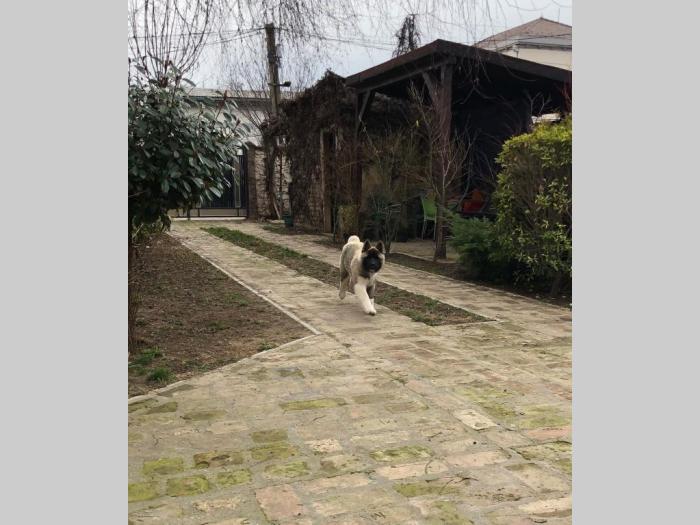 američka akita štenci besplatni mali oglasi