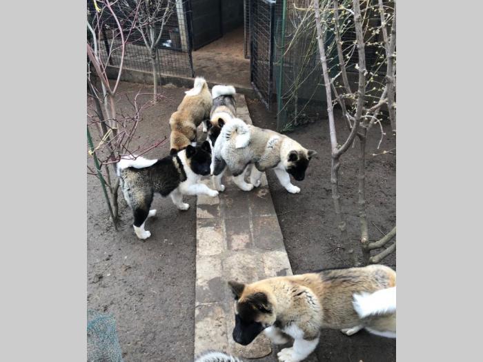 američka akita štenci besplatni mali oglasi