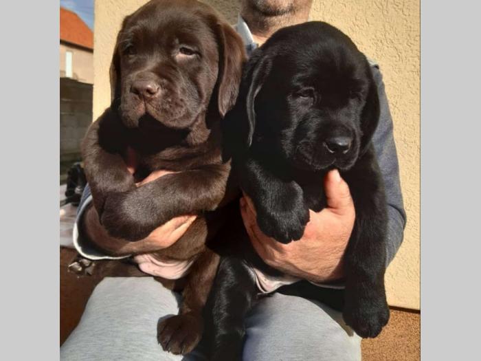 labrador crni i braon štenci vrhunskog kvaliteta besplatni mali oglasi