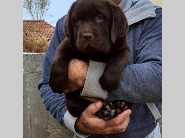 labrador crni i braon štenci vrhunskog kvaliteta besplatni mali oglasi