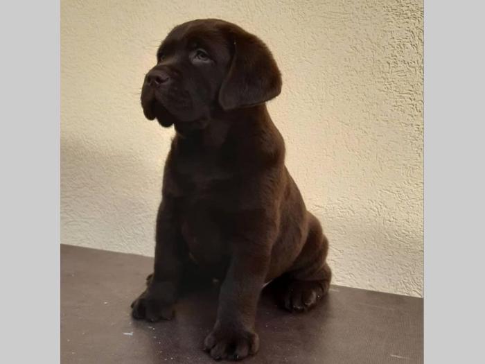 labrador crni i braon štenci vrhunskog kvaliteta besplatni mali oglasi