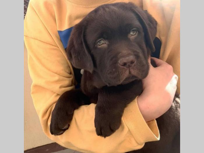 labrador crni i braon štenci vrhunskog kvaliteta besplatni mali oglasi