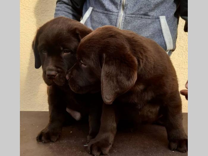 labrador crni i braon štenci vrhunskog kvaliteta besplatni mali oglasi
