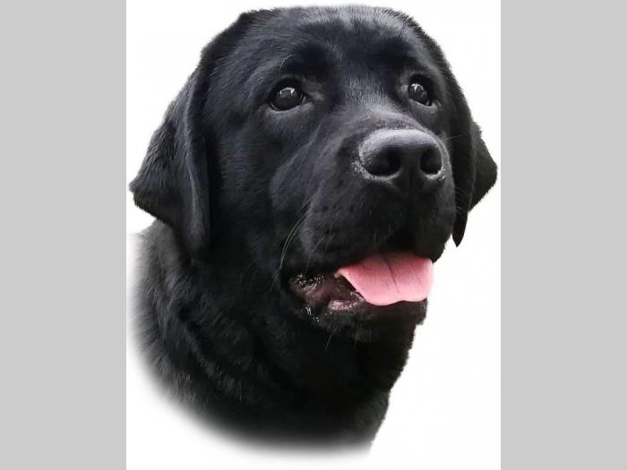 labrador crni i braon štenci vrhunskog kvaliteta besplatni mali oglasi