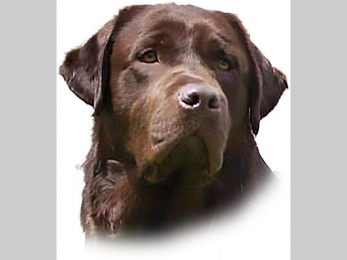 labrador crni i braon štenci vrhunskog kvaliteta besplatni mali oglasi