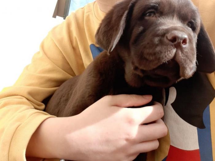 labrador crni i braon štenci vrhunskog kvaliteta besplatni mali oglasi