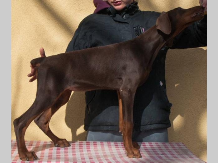 doberman di gobelja braon štenci besplatni mali oglasi