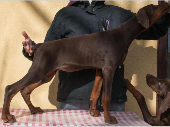 doberman di gobelja braon štenci besplatni mali oglasi