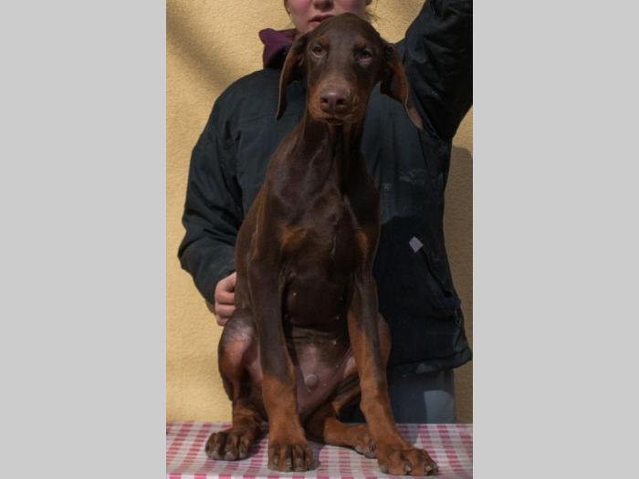 doberman di gobelja braon štenci besplatni mali oglasi
