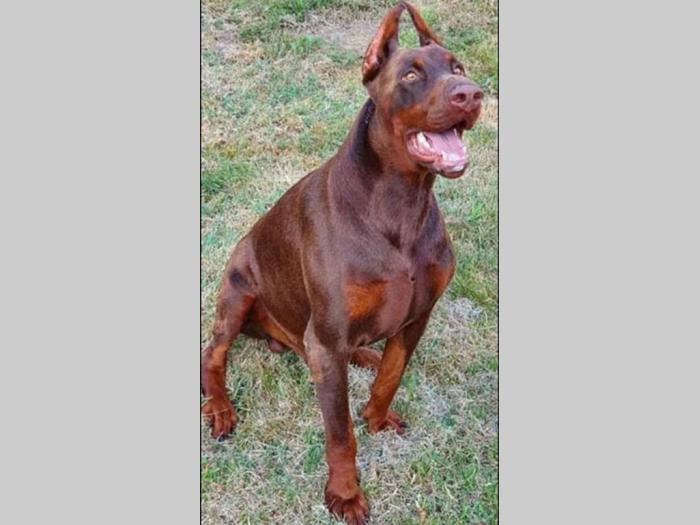 doberman di gobelja braon štenci besplatni mali oglasi