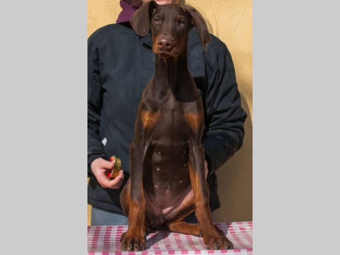 doberman di gobelja braon štenci besplatni mali oglasi