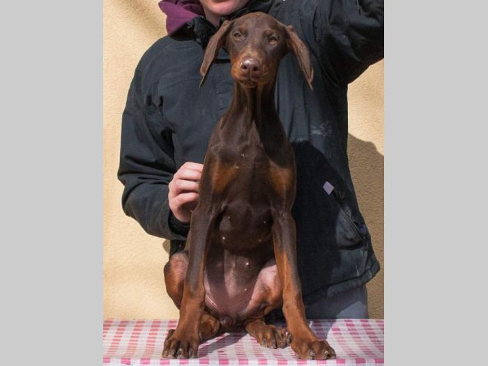 doberman di gobelja braon štenci besplatni mali oglasi