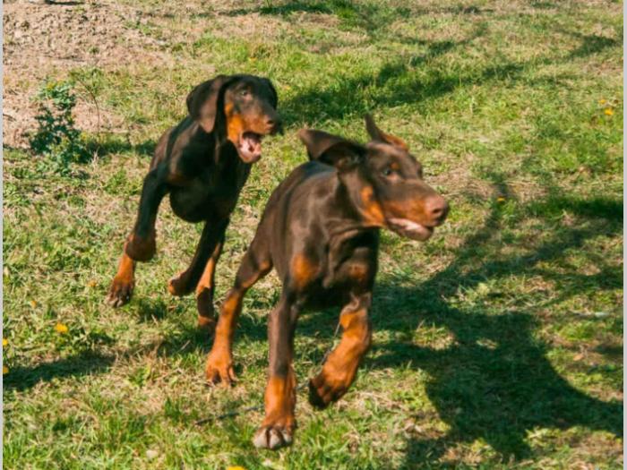 doberman di gobelja braon štenci besplatni mali oglasi