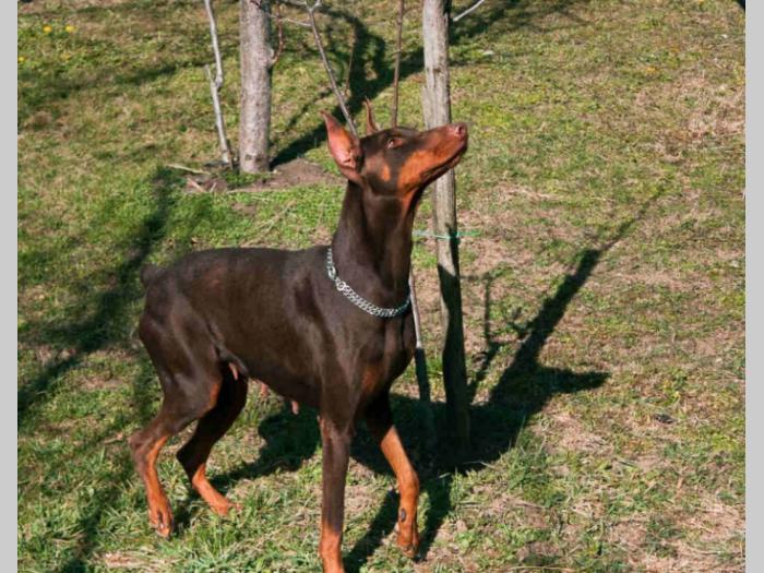 doberman di gobelja braon štenci besplatni mali oglasi