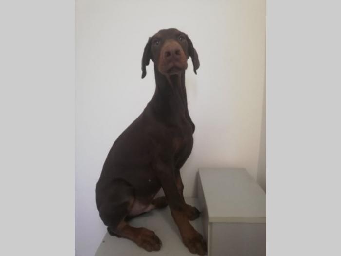 doberman di gobelja braon štenci besplatni mali oglasi
